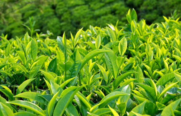 chữa khí hư có mùi hôi bằng lá trà xanh